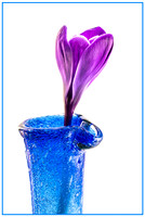 Lonely Crocus - 2nd