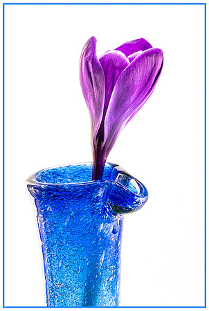 Lonely Crocus - 2nd