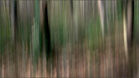 The Forest Through the Trees - 2nd