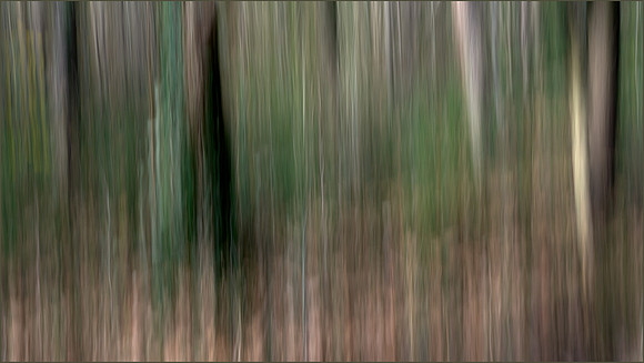 The Forest Through the Trees - 2nd