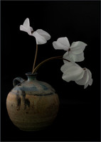 Cyclamen - 2nd