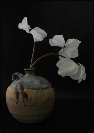 Cyclamen - 2nd