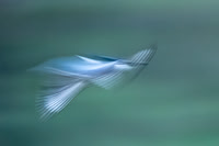 Taking Flight