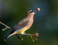 Airborne Appetizer