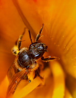 Bee Mine