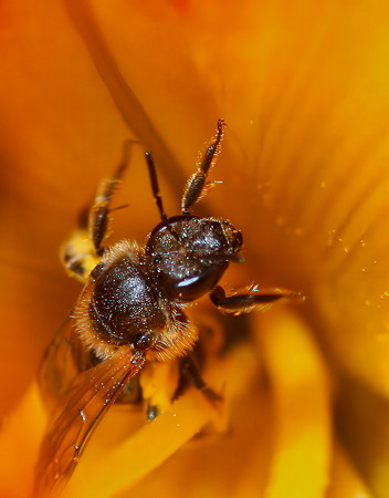 Bee Mine