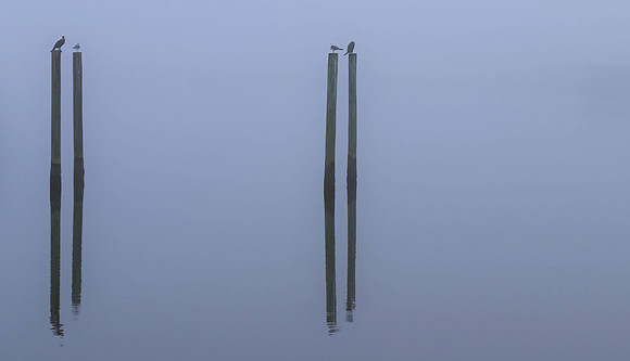 Birds and Brushstrokes in Fog