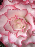 Brilliant Blossom