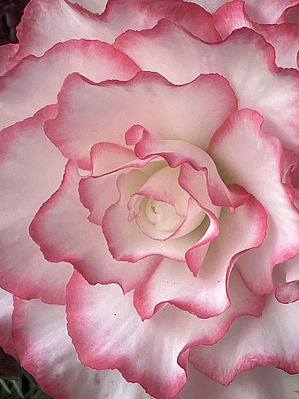 Brilliant Blossom