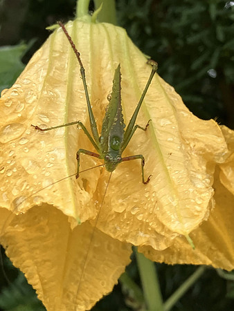 Grasshopper Chillin' on Gourd Flower
