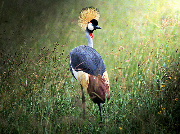 Grey Crowned Crane