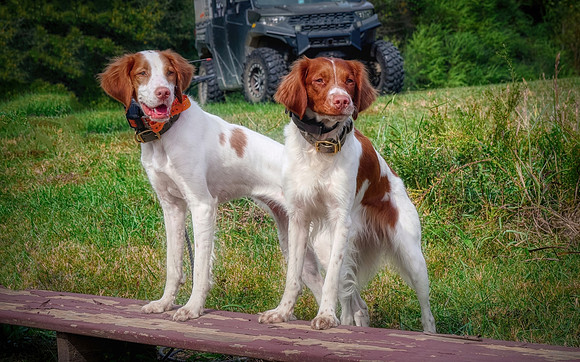 Llewellin Setters