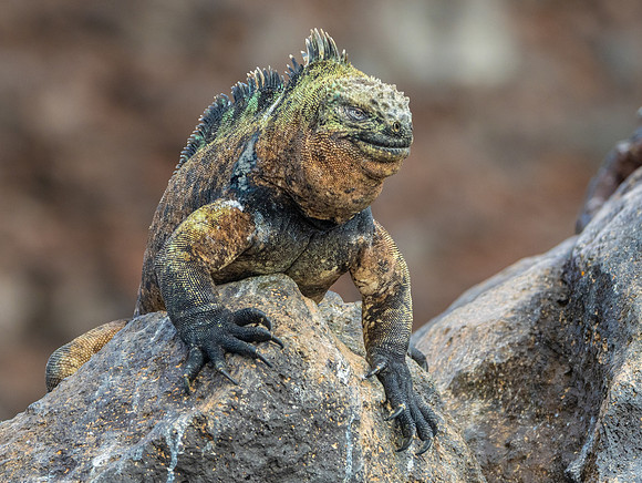 Marine Iguana