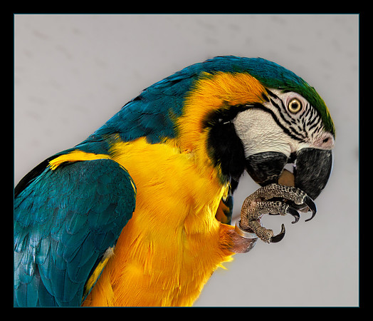 Opposable Thumbs Are Overrated