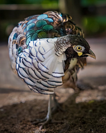 Pheasant Stare
