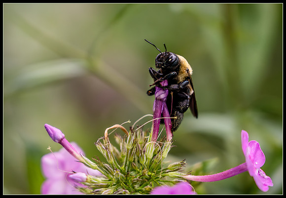 Pollinator's Pause