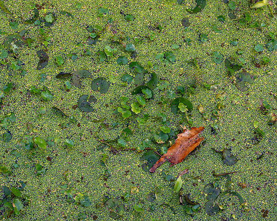 Presence in Green
