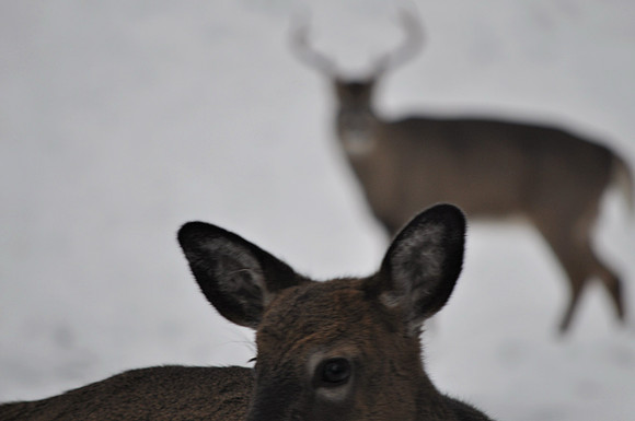 The Watcher