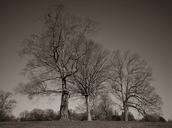 Three Trees
