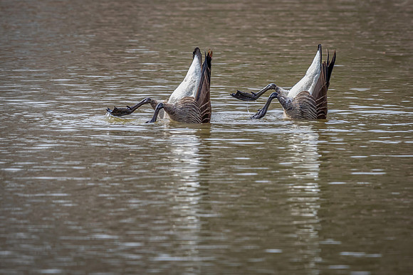 Canadian Synchronized Swim Team