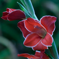 Gladiolus