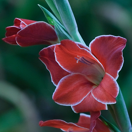Gladiolus