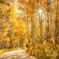 Following the Trail