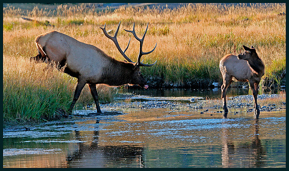 Mating Season