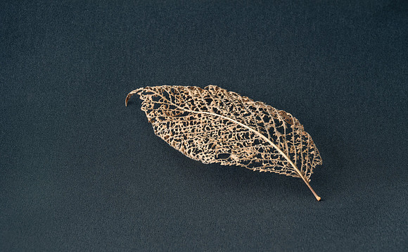 Nature's Lace