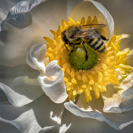 Pollination