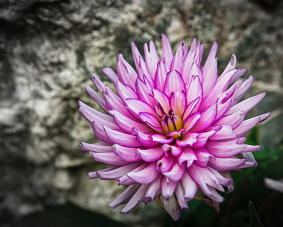 Spring Alive