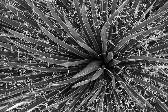 Yucca