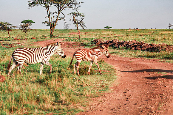 Zebra Crossing