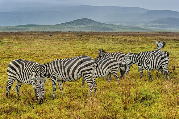 All Lined Up