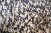 Emu feathers