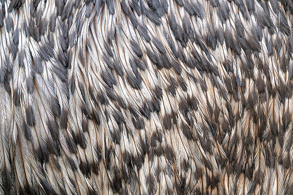 Emu feathers