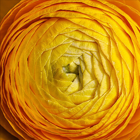 Radial Repetition