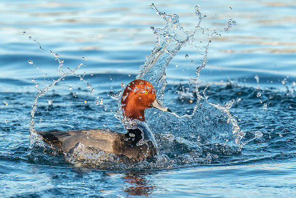 Splish Splash I Was Taking A Bath