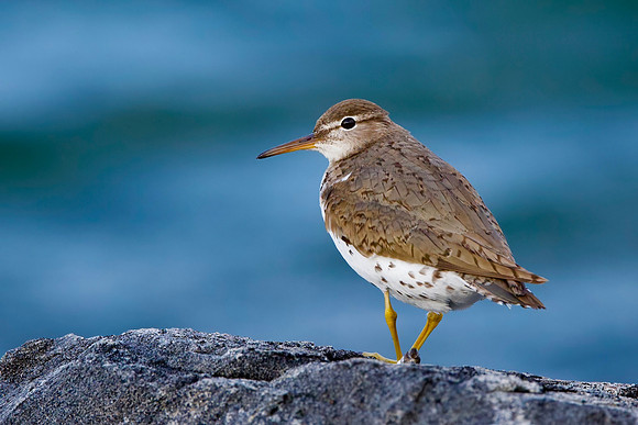 Spotted Sandpiper's Glance