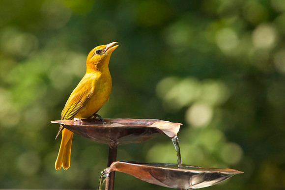 Summer Tanager's OASIS