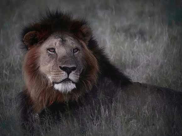 The King Of The Jungle