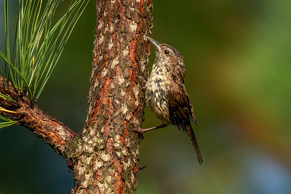 Wet Feathers and Pine