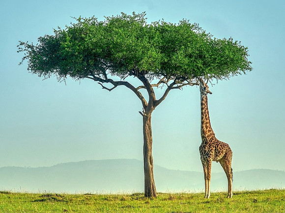 The Tree Trimmer