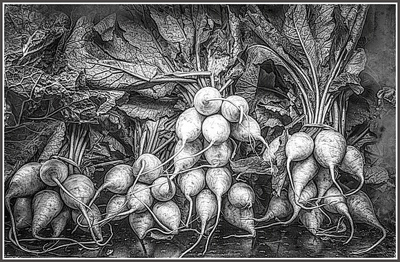 White Radishes