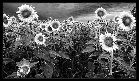 Sunflower Storm