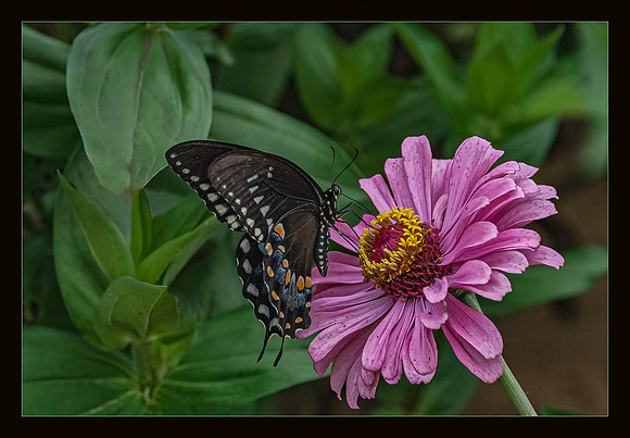 Symbiotic Pair