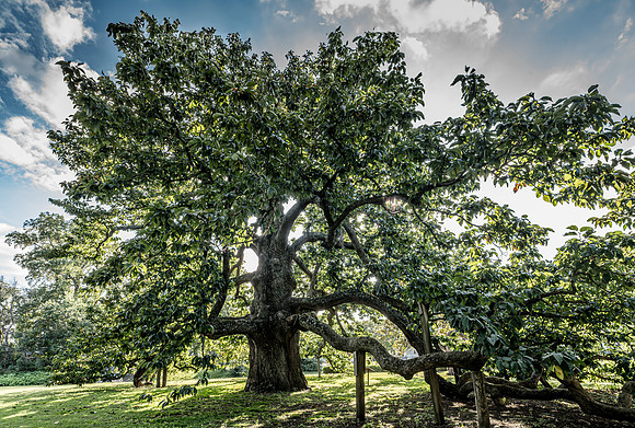 The Cucumber Tree