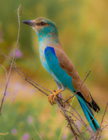 Lilac Breasted Roller