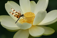 Dragon Fly on Lotus