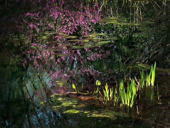Spring Pond Reflections